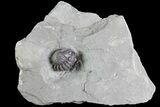 Wide Enrolled Flexicalymene Trilobite - Mt Orab, Ohio #85388-1